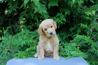 puppy, for, sale, Mini Golden Doodle F1, Matthew B. Stoltzfus, dog, breeder, Gap, PA, dog-breeder, puppy-for-sale, forsale, nearby, find, puppyfind, locator, puppylocator, aca